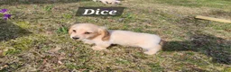 Miniature Dachshund dogs for sale: Dice - Ad 2