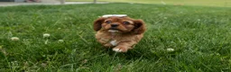 Cavalier King Charles Spaniel dogs for sale: Sierra 🤎🐶 - Ad 12