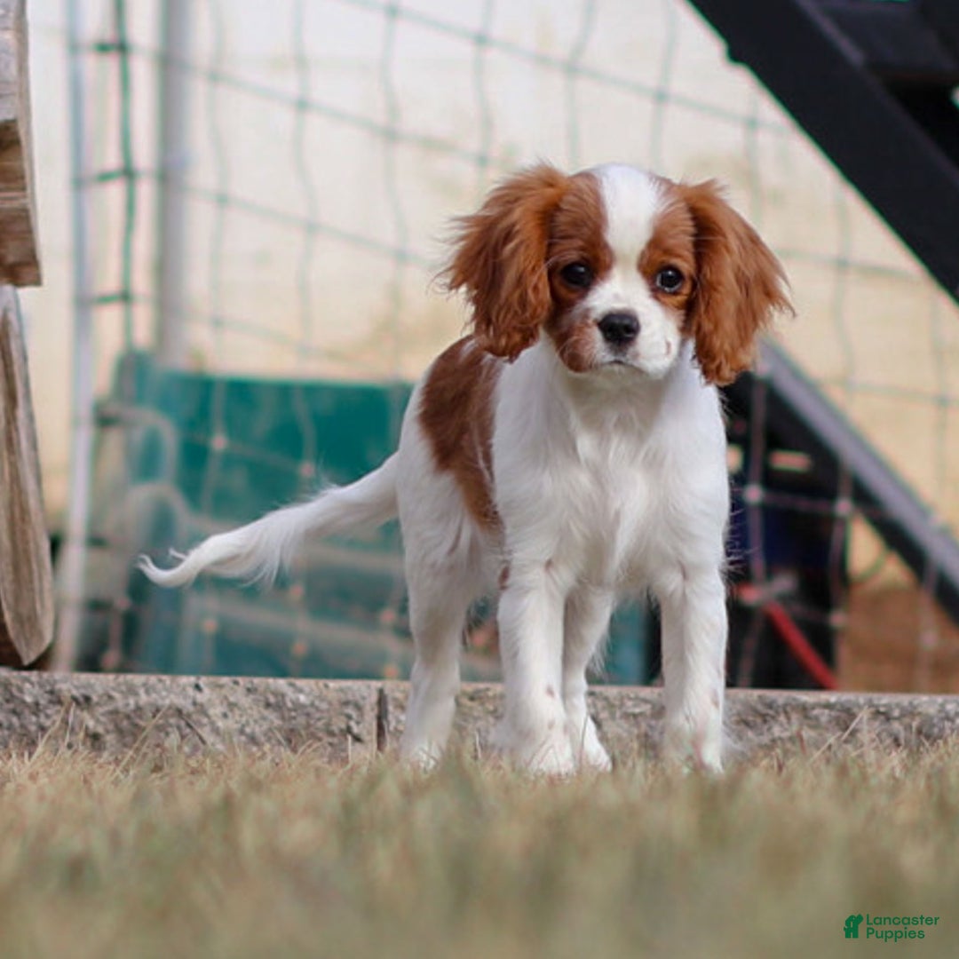 Cavalier King Charles Spaniel dogs for sale: Maddie the Cavalier King Charles Spaniel Puppy - Ad 2