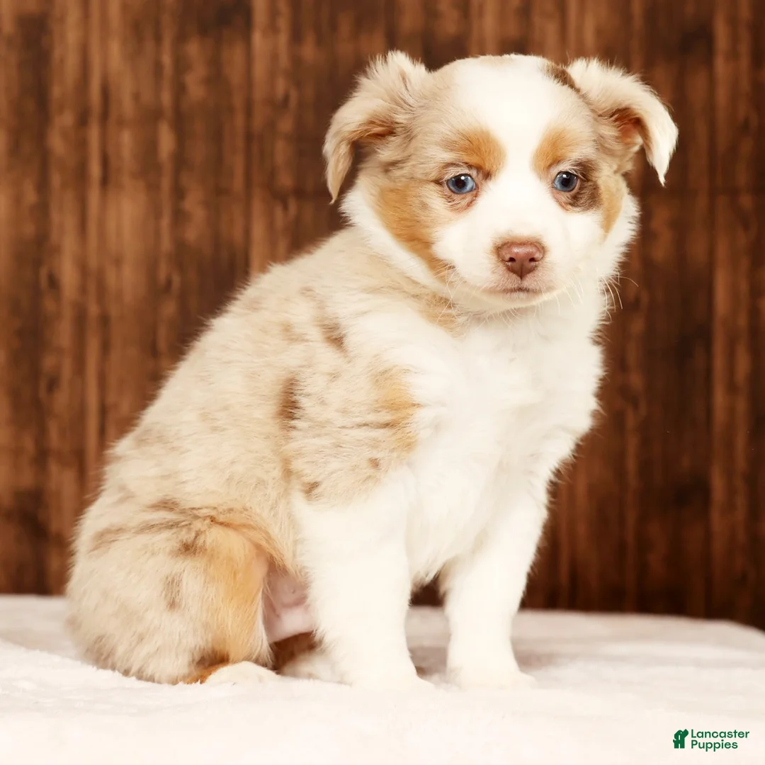 Miniature Australian Shepherd dogs for sale: Copper - Ad 6