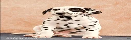 Dalmatian dogs for sale: Andy - Ad 2