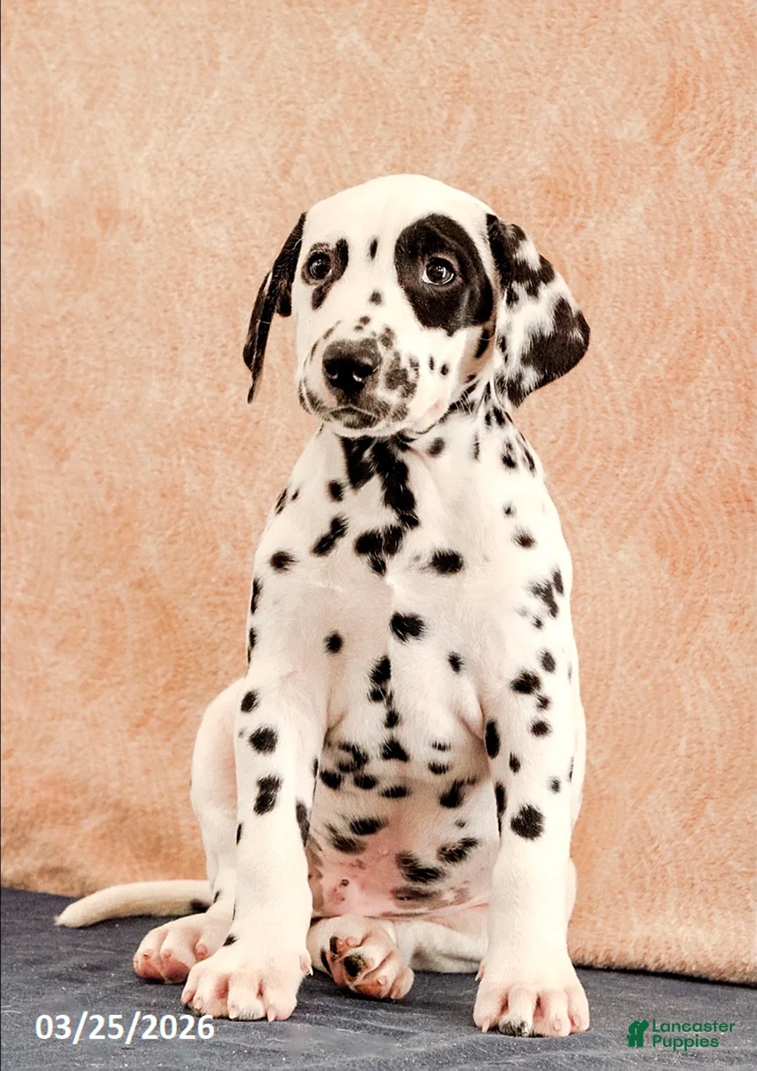 Dalmatian dogs for sale: Andy - Ad 2
