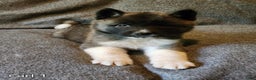 Akita dogs for sale: Akita Puppy Girl 5 - Ad 15
