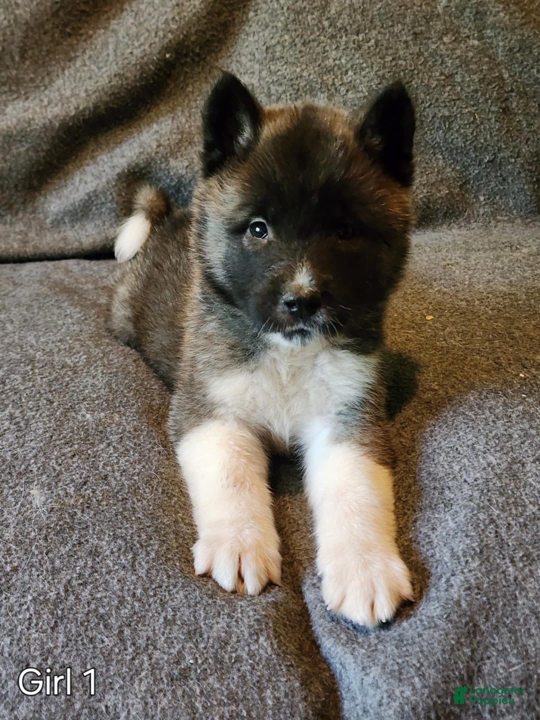 Akita dogs for sale: Akita Puppy Girl 5 - Ad 15
