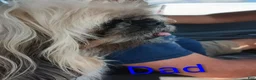 Pekingese dogs for sale:  Monty - Ad 3