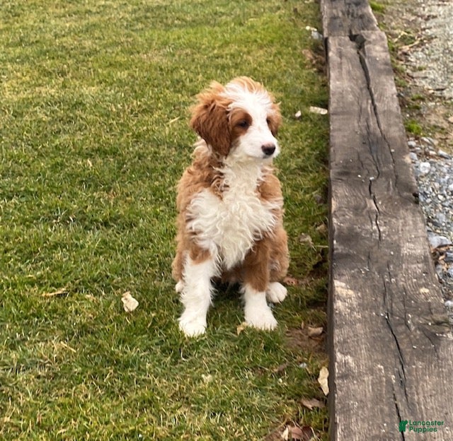 Mini Goldendoodle dogs Cody - Ad 1