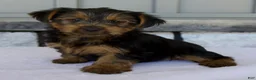 Yorkshire Terrier dogs for sale: Dash - Ad 3