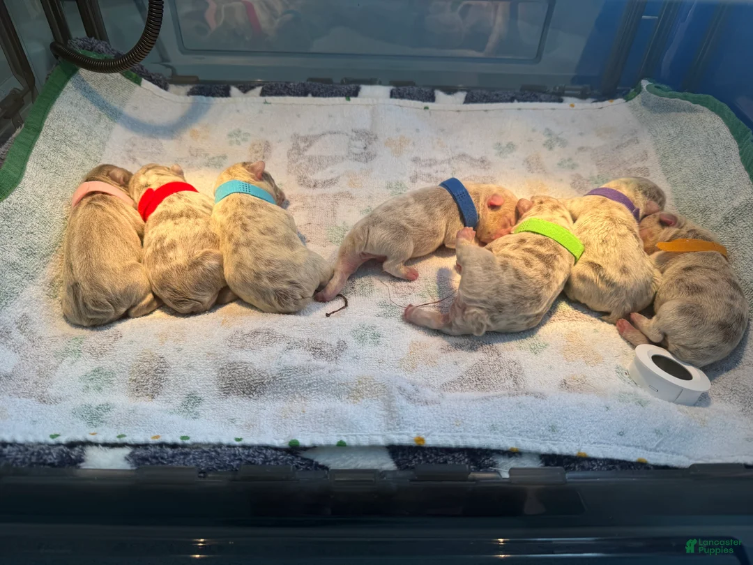 French Bulldog dogs for sale:  Puppy 1 - Ad 2