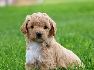 Mixed Breed dogs for sale: Buddy - Ad 3