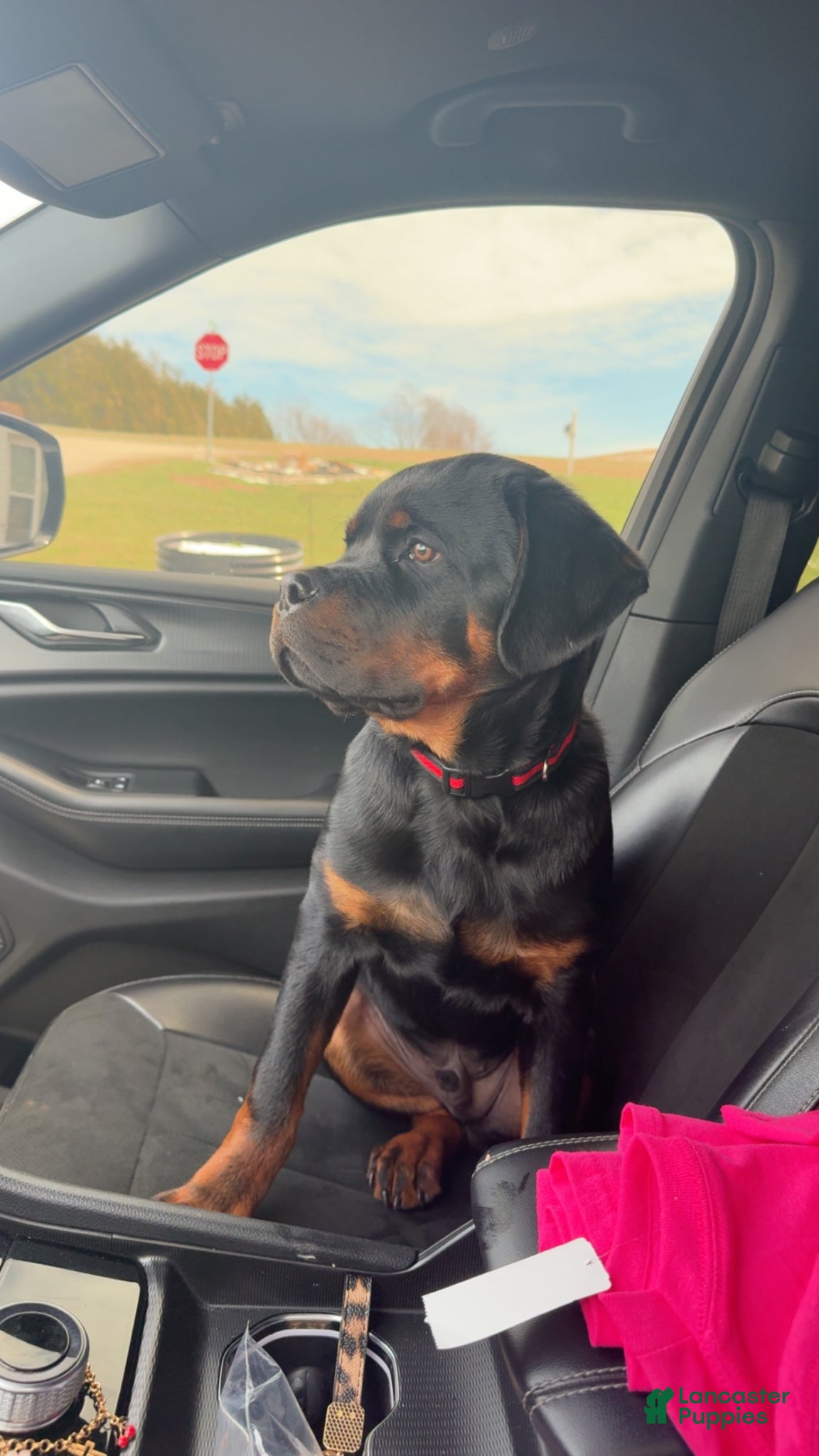 Rottweiler dogs Rottweiler Puppy 1 - Ad 15