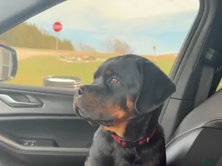 Rottweiler dogs Rottweiler Puppy 1 - Ad 15