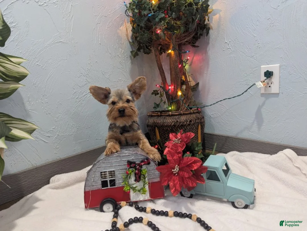 Yorkshire Terrier dogs for sale: Max - Ad 5