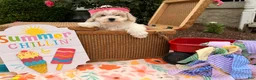 Bichpoo dogs for sale: Sarah  - Ad 3
