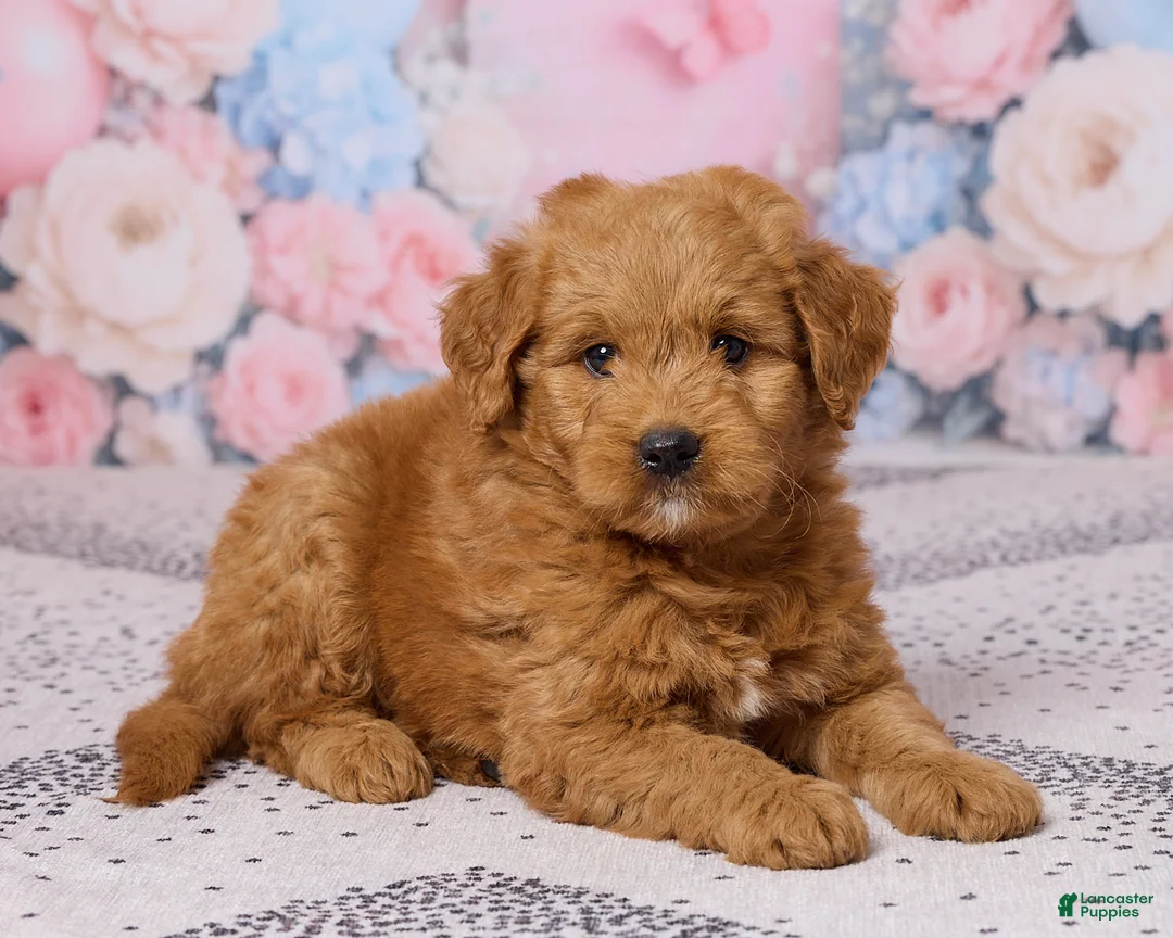 Mini Goldendoodle dogs for sale: Mason - Ad 5