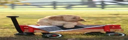 Mini Goldendoodle dogs for sale: Arley - Ad 2