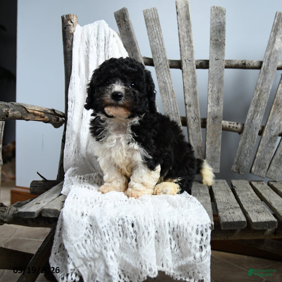 Cavapoo dogs Ned - Ad 1