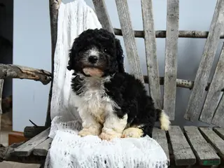 Cavapoo dogs for sale: Ned - Ad 4