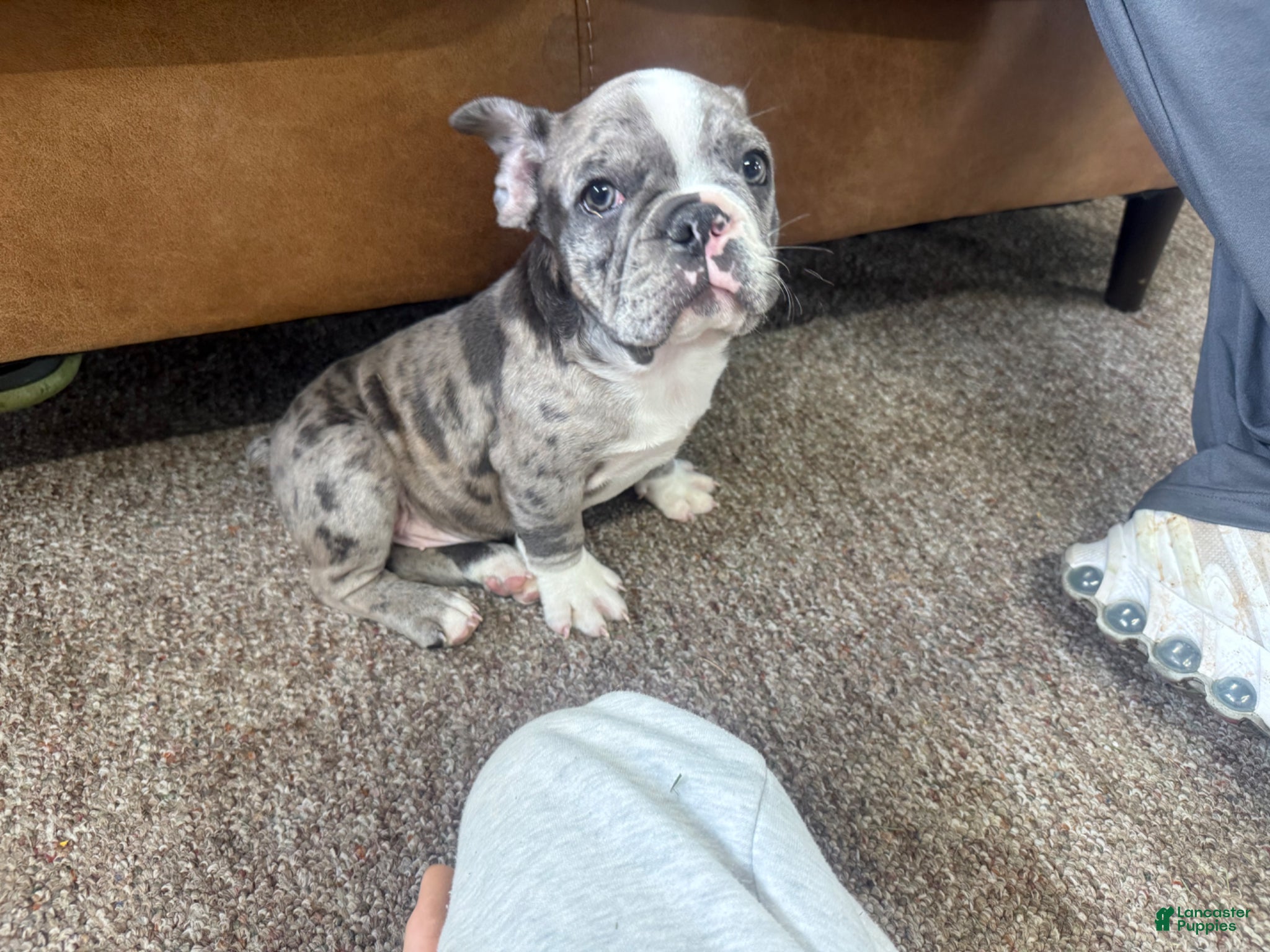 Frenchton dogs for sale: Frenchton Puppy 1 - Ad 2