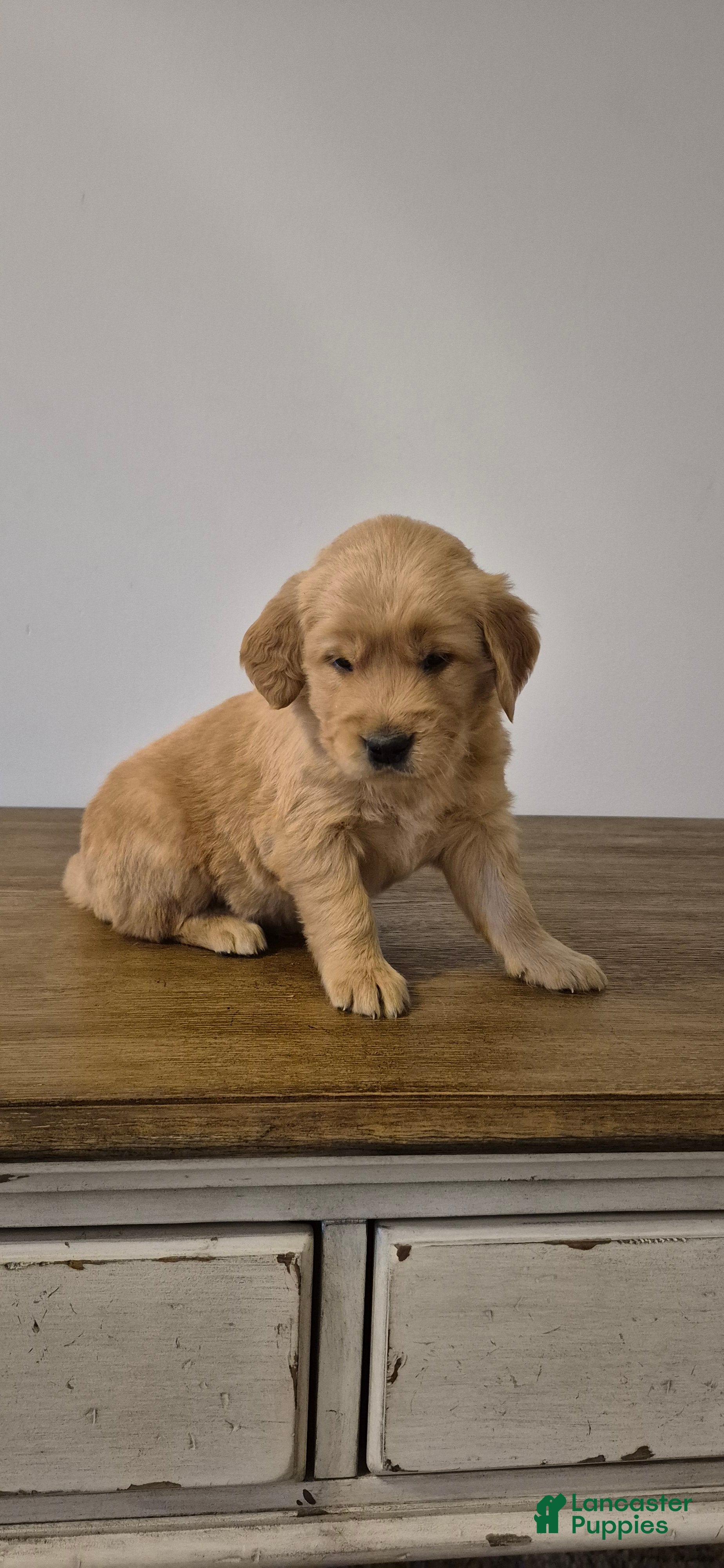 Golden Retriever dogs Hunter - Ad 37