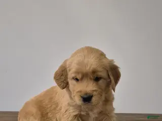 Golden Retriever dogs Hunter - Ad 37