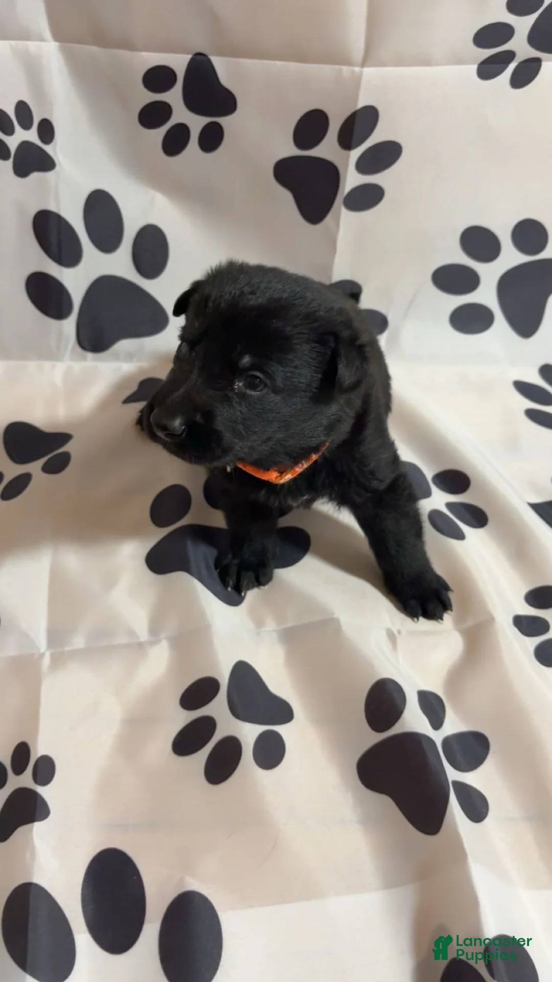 German Shepherd dogs for sale: Rex - Ad 7