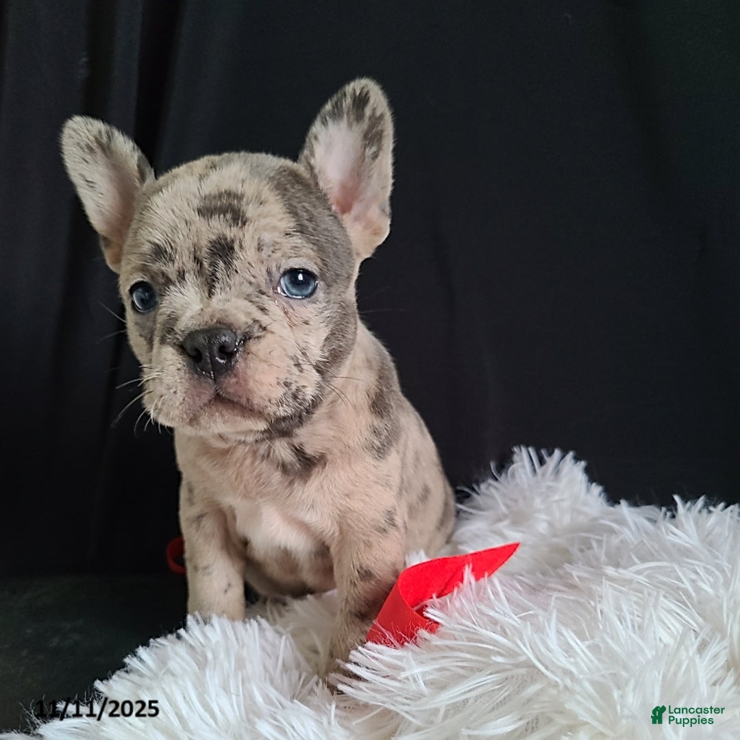 Frenchton dogs for sale: Pebbles - Ad 12