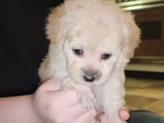 Havapoo dogs Havapoo Puppy 4 - Ad 3