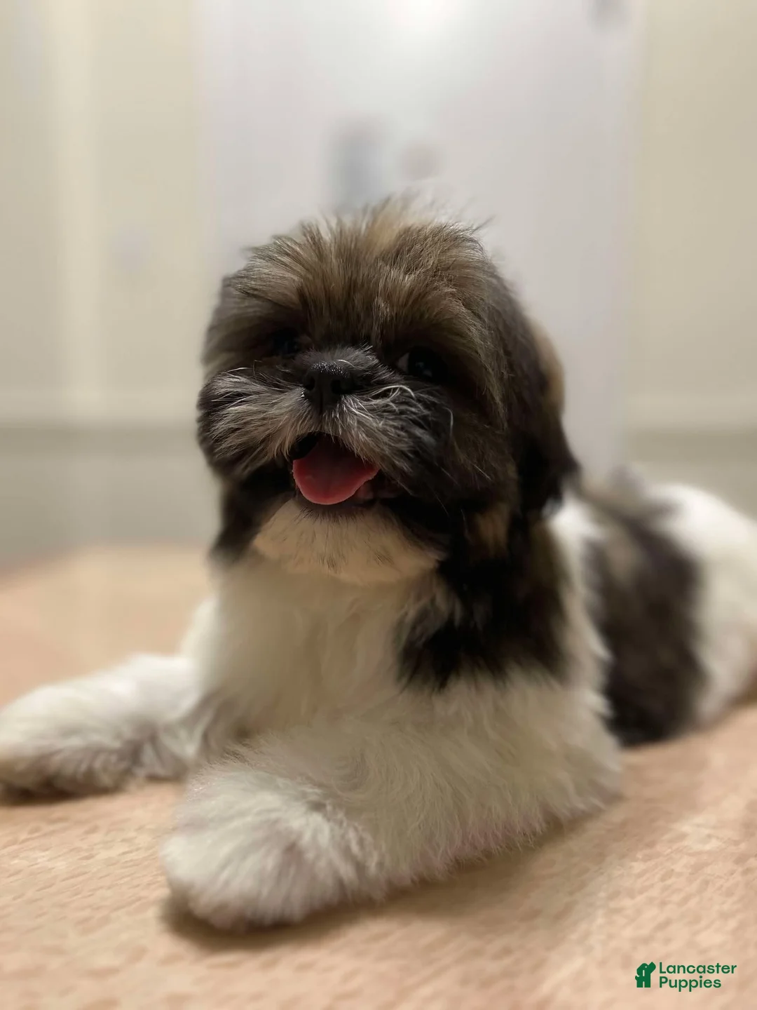 Shih Tzu dogs for sale: Benny - Ad 2