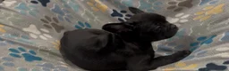 Frug dogs for sale: Ace - Ad 3