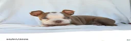 Boston Terrier dogs for sale: Tiana - Ad 4