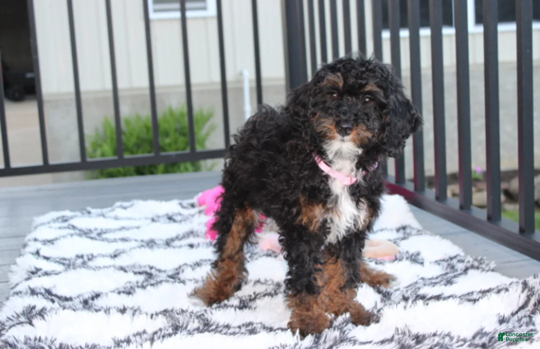 Miniature Poodle dogs for sale: Amber  - Ad 2