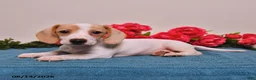 Miniature Dachshund dogs for sale: Cole  - Ad 5