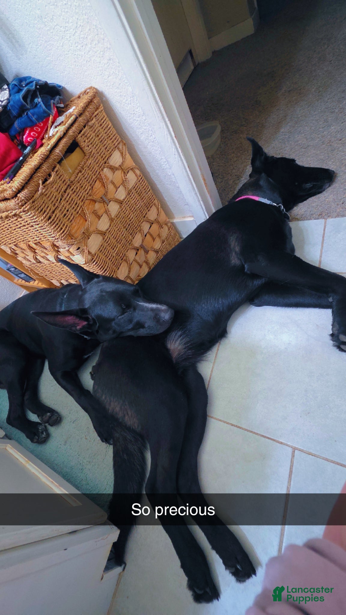 Mixed Breed dogs Mixed Breed Puppy 2 - Ad 22