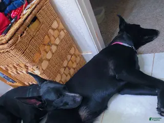 Mixed Breed dogs Mixed Breed Puppy 2 - Ad 2