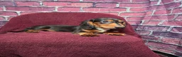 Miniature Dachshund dogs for sale: Max - Ad 5