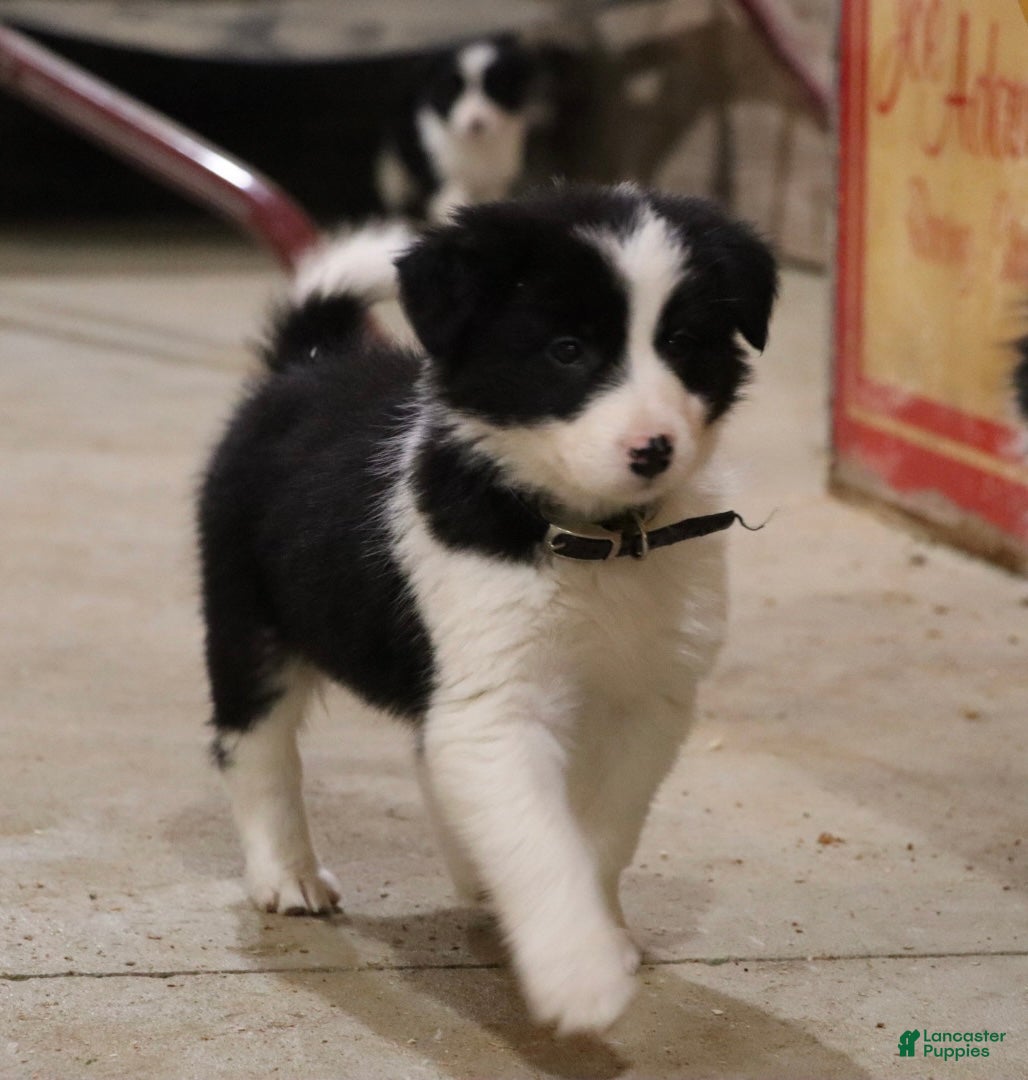 Border Collie dogs Frosty - Ad 20