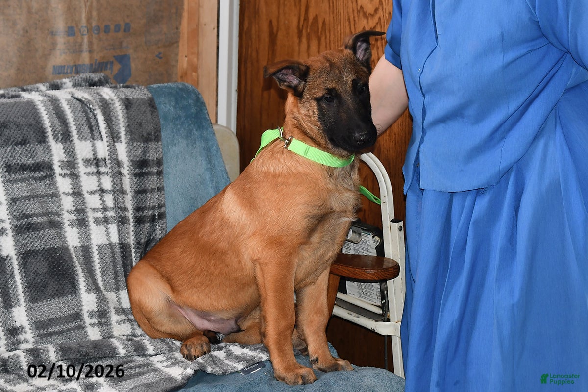 Belgian Malinois dogs Diesel - Ad 2