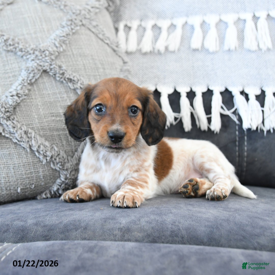 Miniature Dachshund dogs for sale: Lila  - Ad 1