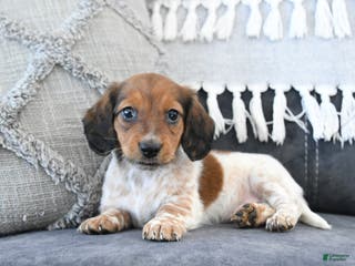 Miniature Dachshund dogs Lila - Ad 18