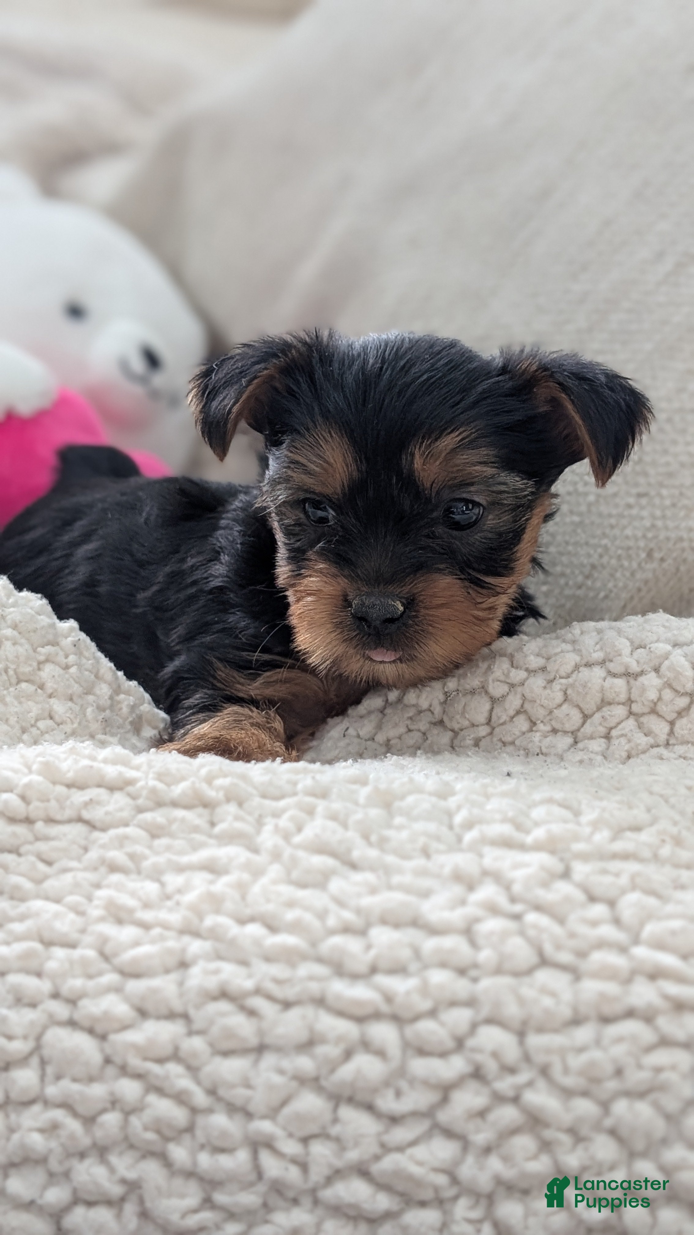 Yorkshire Terrier dogs Axel - Ad 2