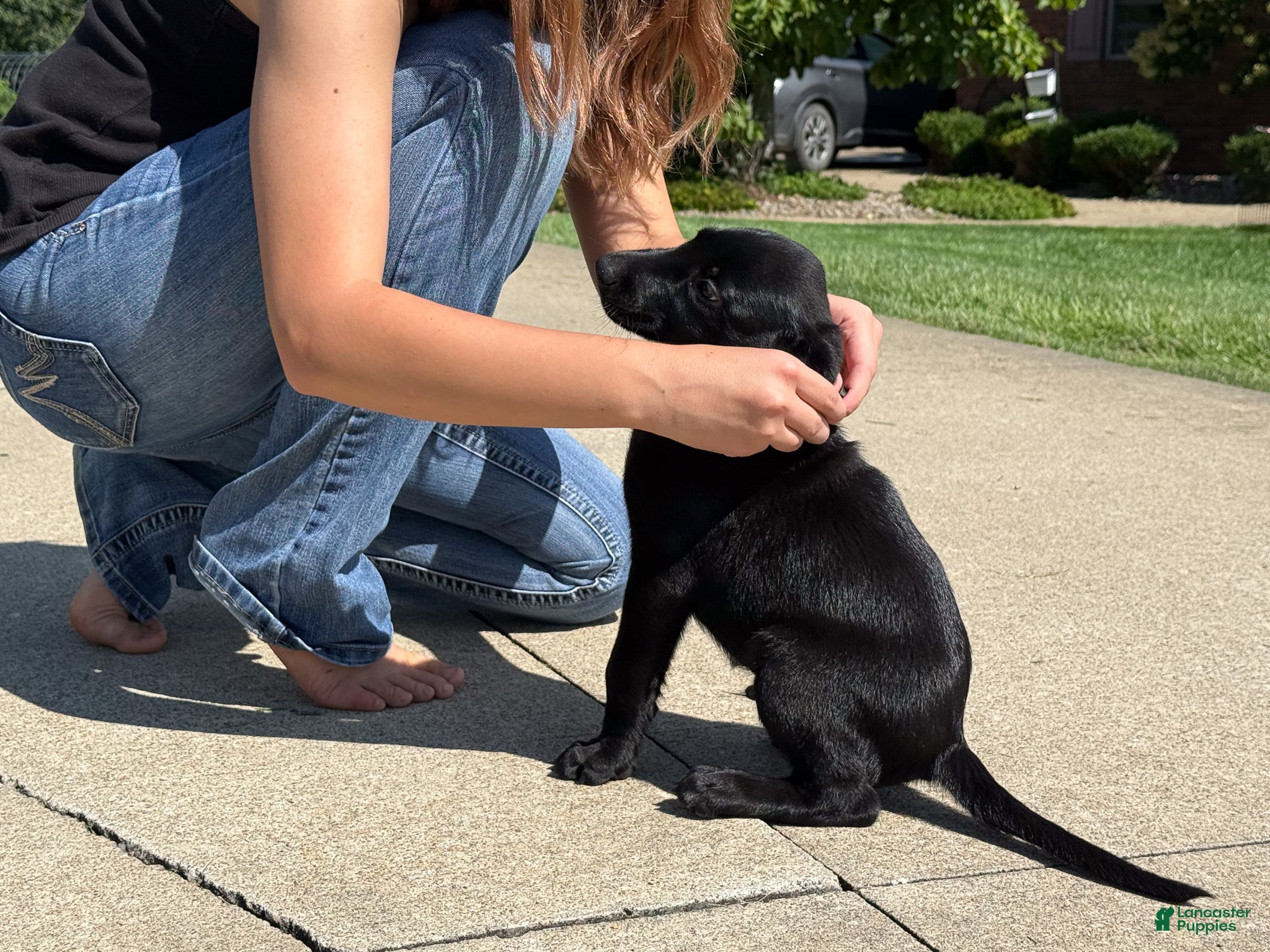 Labrador Retriever dogs Ace - Ad 2