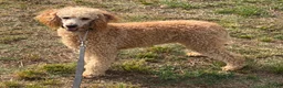 Miniature Poodle dogs for sale: Ben - Ad 3