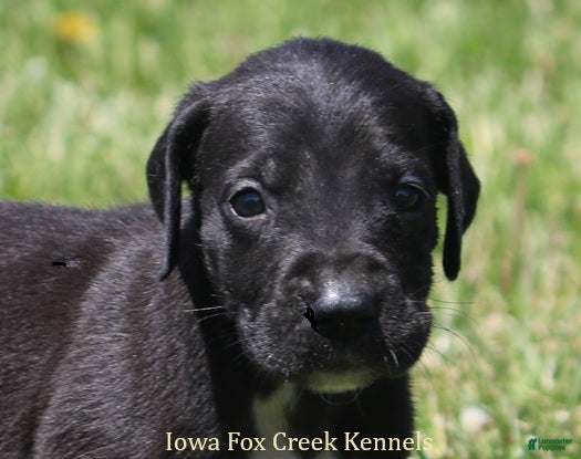 Great Dane dogs Maya - Ad 30
