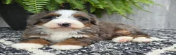 Mini Bernedoodle dogs for sale: Mini Winnie - Ad 13