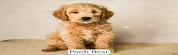 Goldendoodle dogs for sale: Pooh Bear - Ad 15