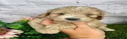 Cockapoo dogs for sale: Alex Cockapoo  - Ad 4