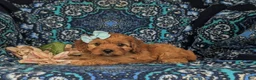 Cavapoo dogs for sale: Tori - Ad 5