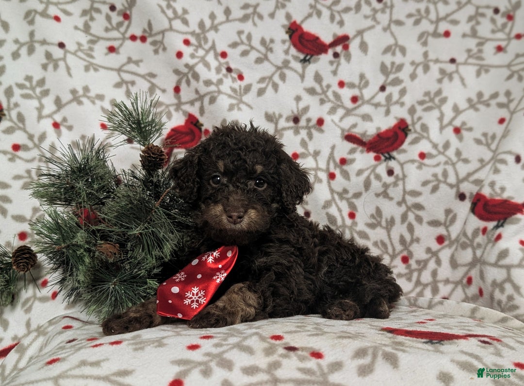 Mini Bernedoodle dogs for sale: Adken Hypoallergenic - Ad 4