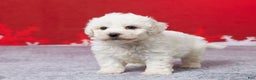 Bichon Frise dogs for sale: Frank - Ad 5