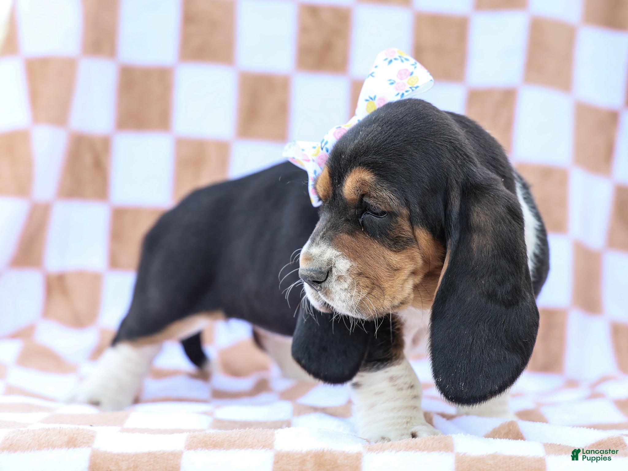 Basset Hound dogs Evelyn Purebred Basset Hound Pup - Ad 2